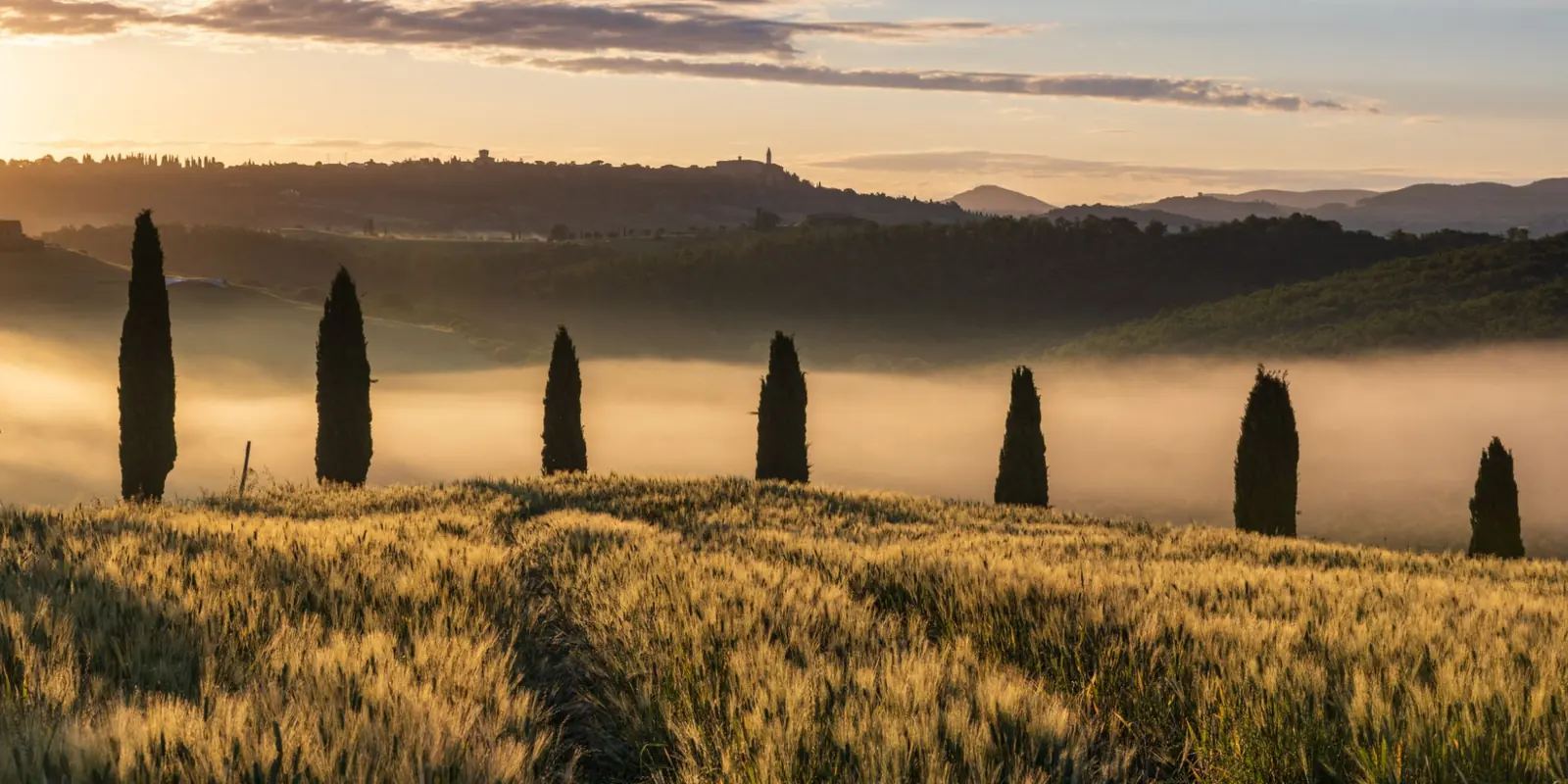 Cipreses entre la niebla en un campo de trigo